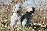 BEDLINGTON TERRIER 147